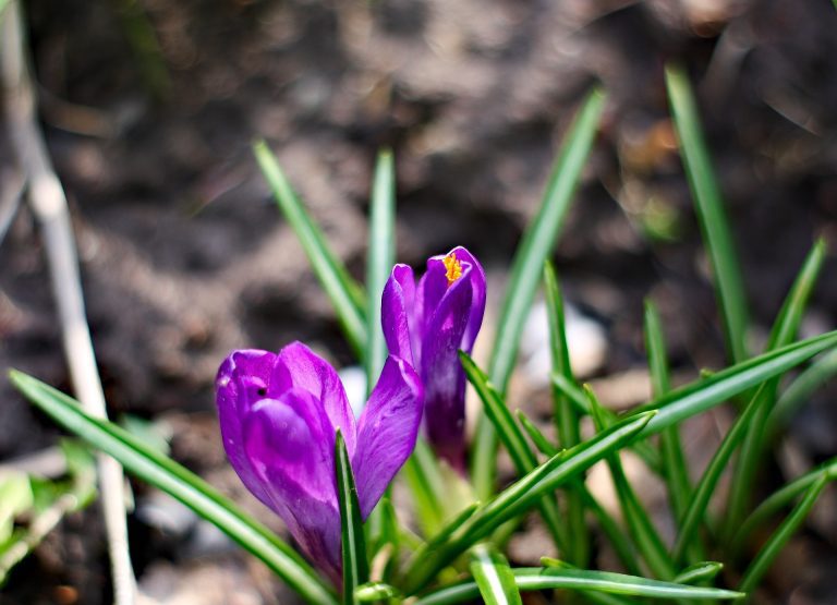 3-good-reasons-to-use-white-vinegar-in-the-garden-grandma-s-tricks